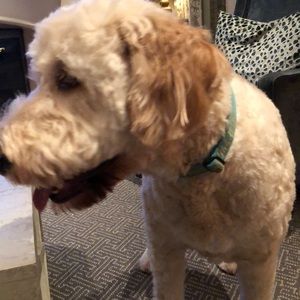 Meet your Posher, Ann